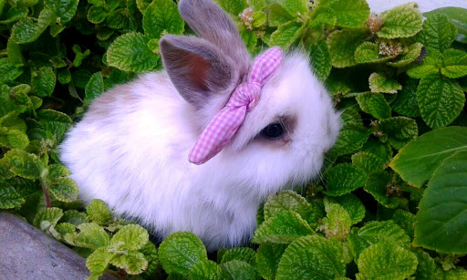 CONEJO MASCOTA LIMA